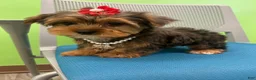 Yorkshire Terrier dogs for sale: Yorkshire Terrier Puppy 5 - Ad 3