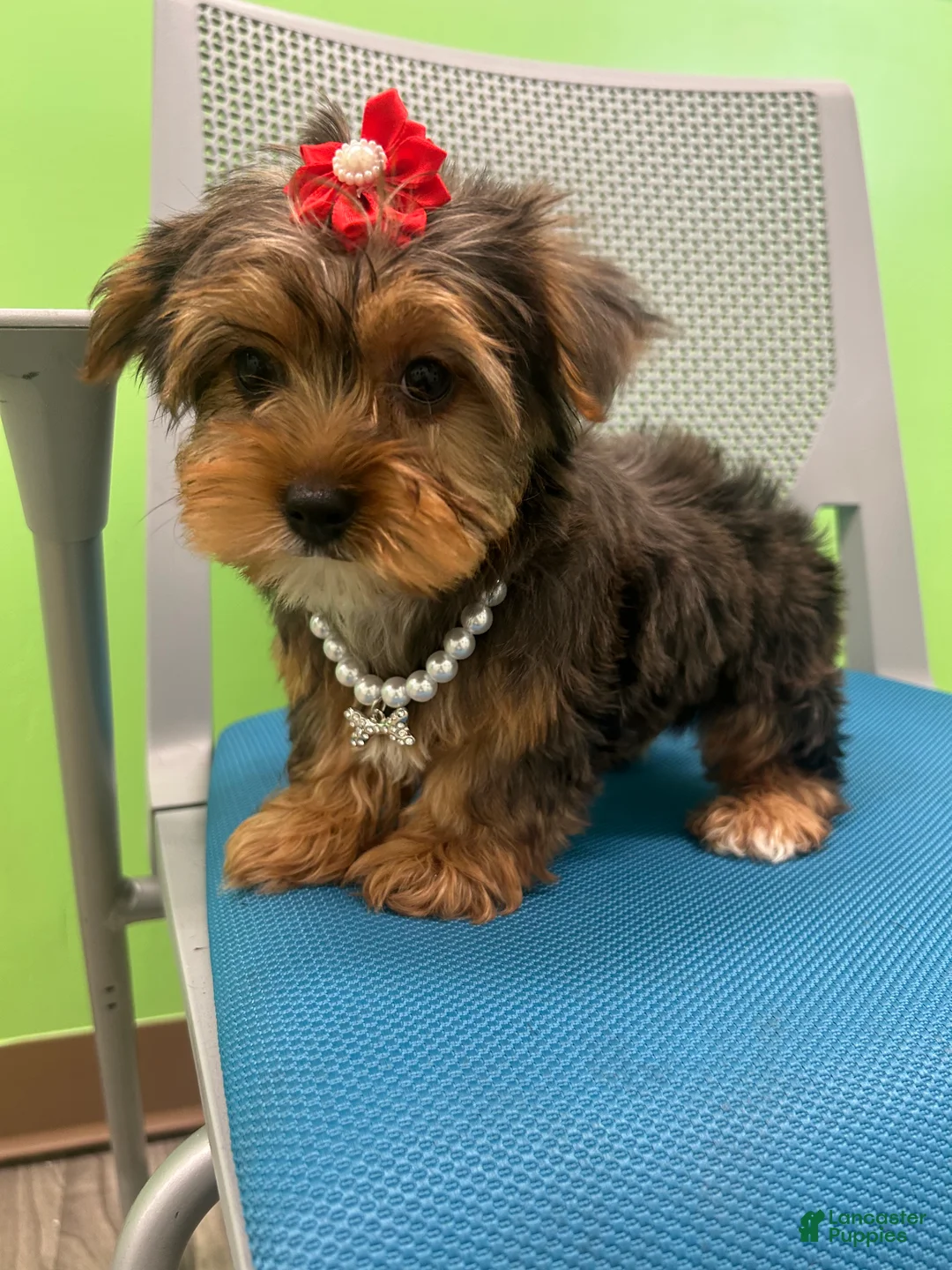 Yorkshire Terrier dogs for sale: Yorkshire Terrier Puppy 5 - Ad 3