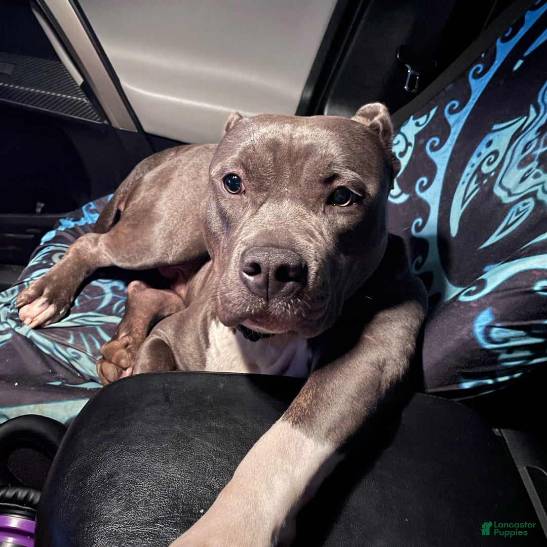 Gallery Image {{count}}