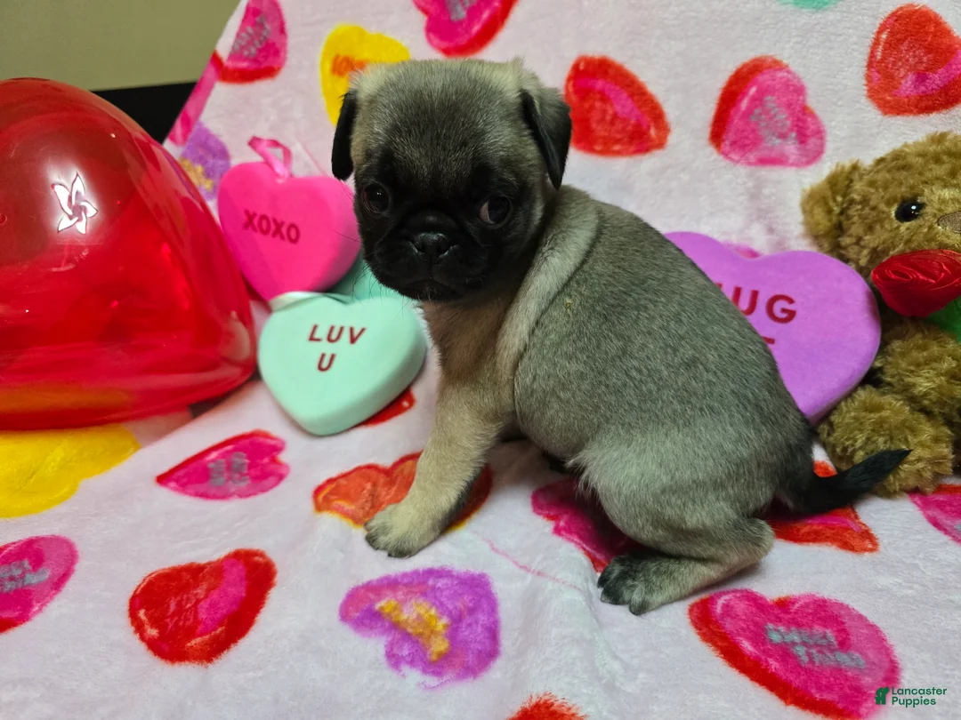 Pug dogs for sale: Maddie - Ad 1