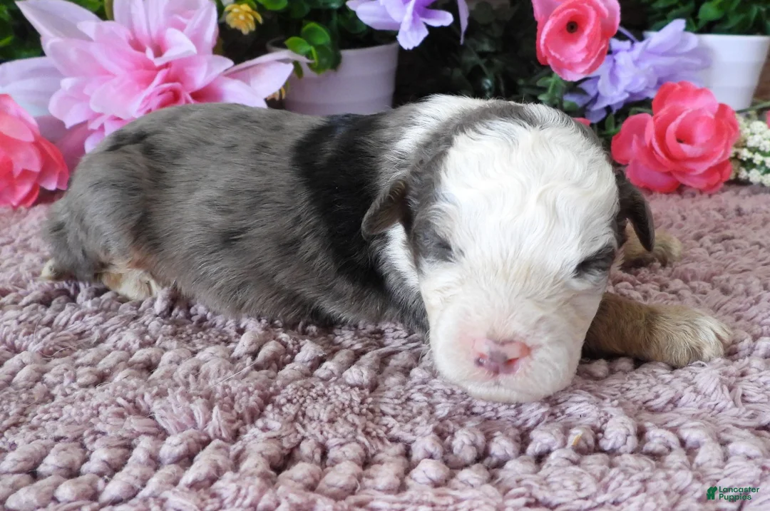 Mini Bernedoodle dogs for sale: #10 Male (Splash's) - Ad 1