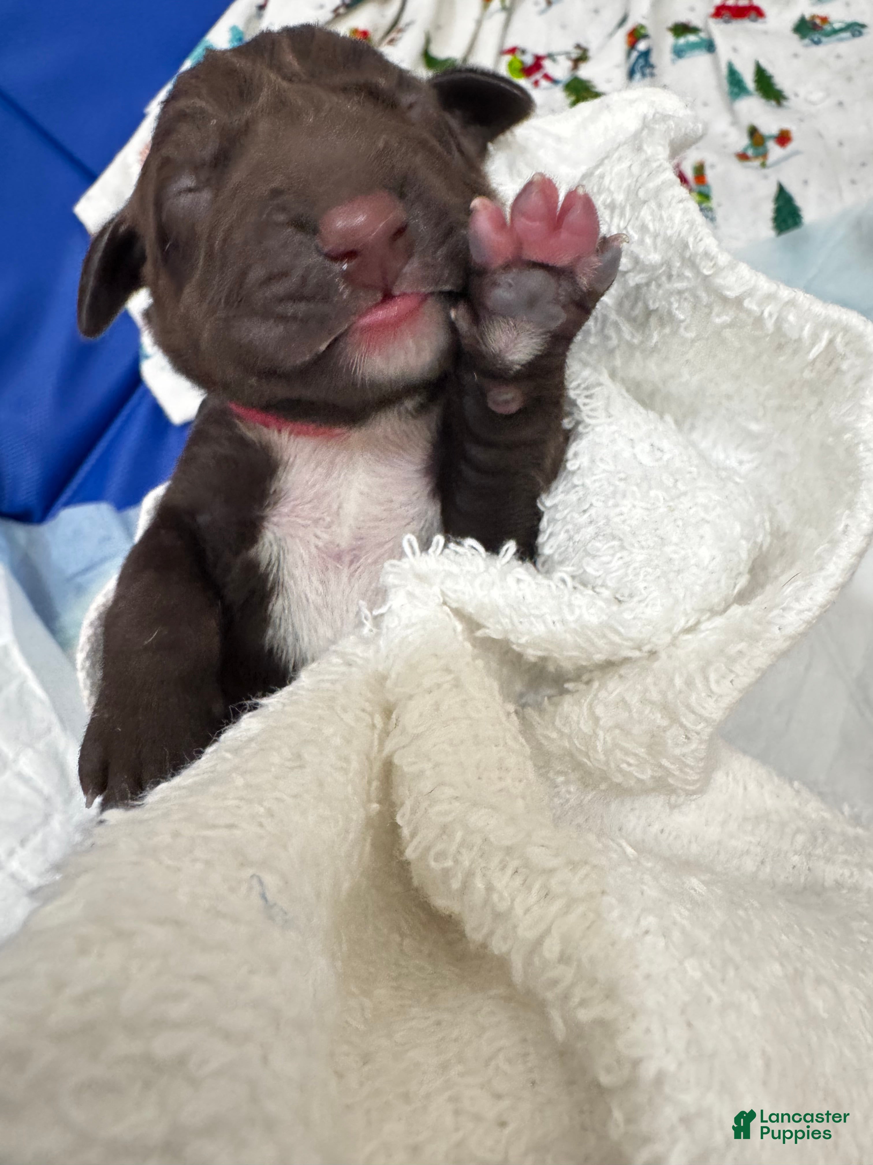 Mixed Breed dogs Pink - Ad 1