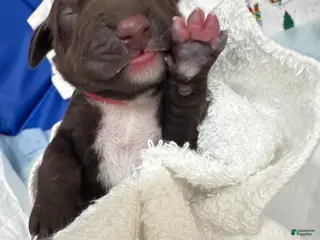 Mixed Breed dogs Pink - Ad 1