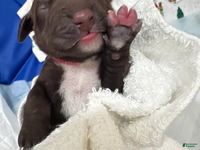 Mixed Breed dogs for sale: Pink - Ad 1