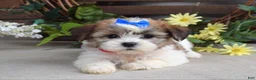Teddy Bear dogs for sale: Iris - Ad 7