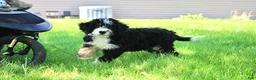 Mini Bernedoodle dogs for sale: Parker - Ad 22