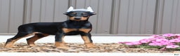 Doberman Pinscher dogs for sale: Jasmin - Ad 3