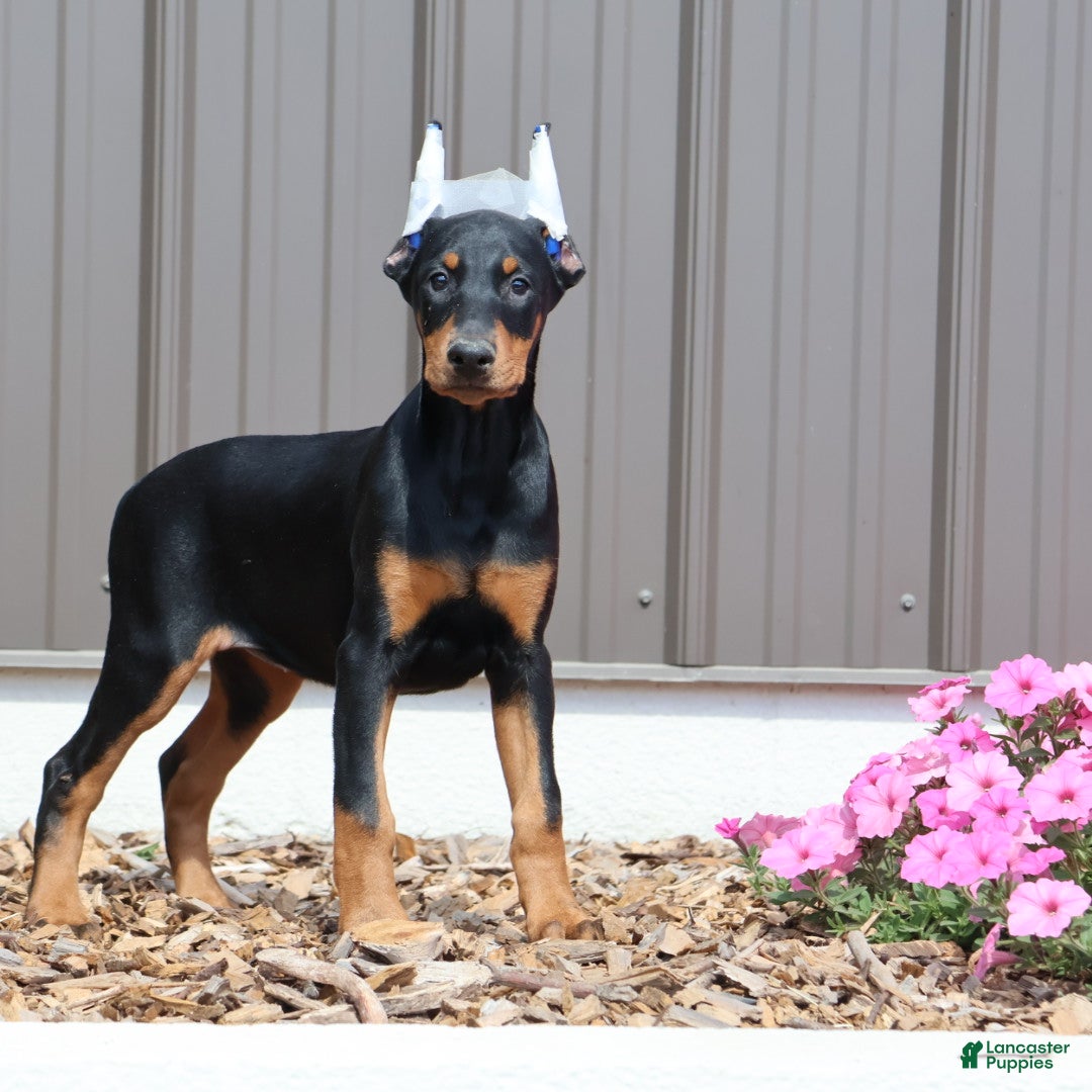 Doberman Pinscher dogs for sale: Jasmin - Ad 3
