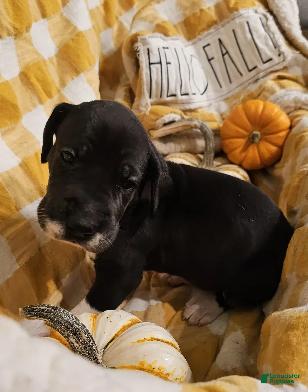 Great Dane dogs for sale: Cocoa - Ad 4