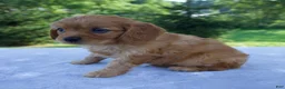 Mixed Breed dogs for sale: Remington - Ad 6