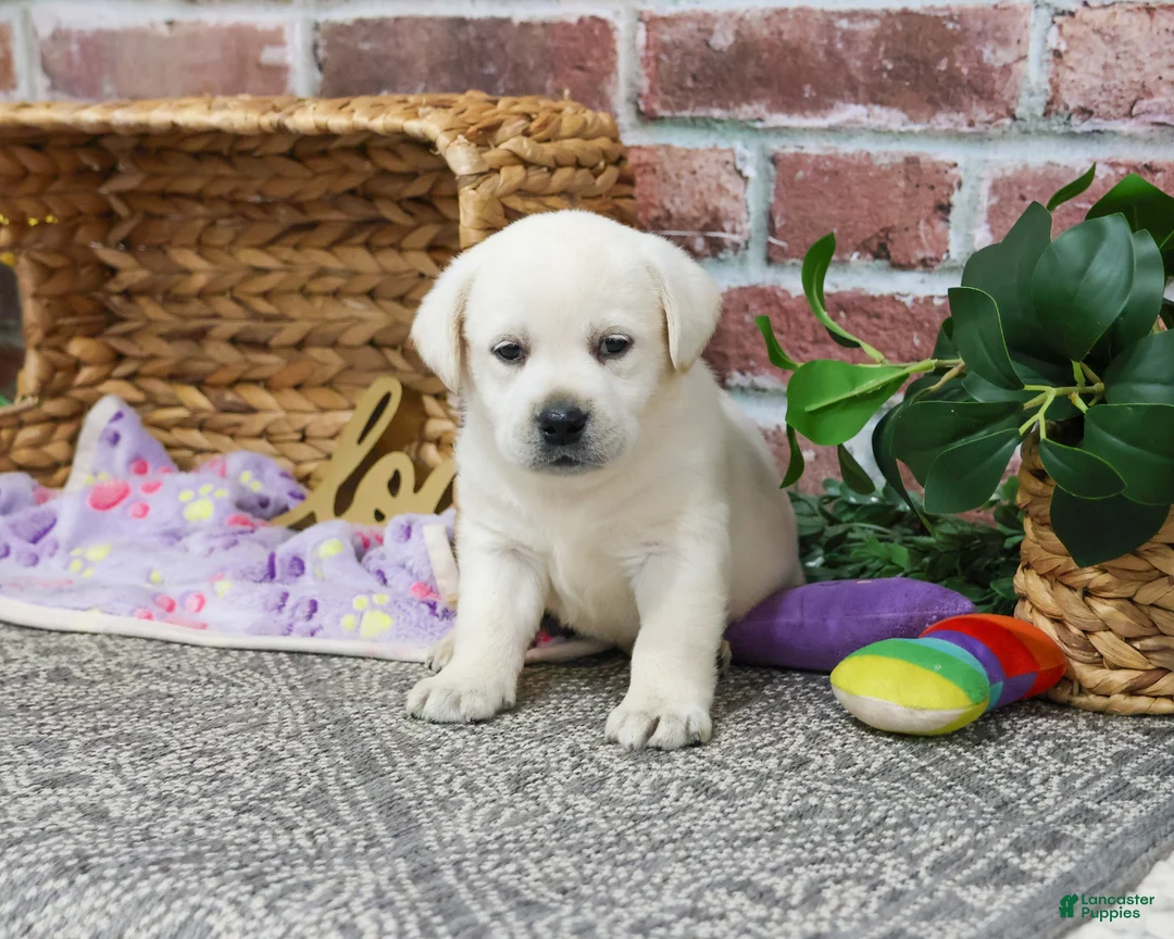 Labrador Retriever dogs for sale: Juni  - Ad 4