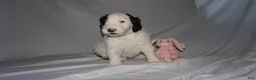 Mixed Breed dogs for sale: Lily - Ad 5