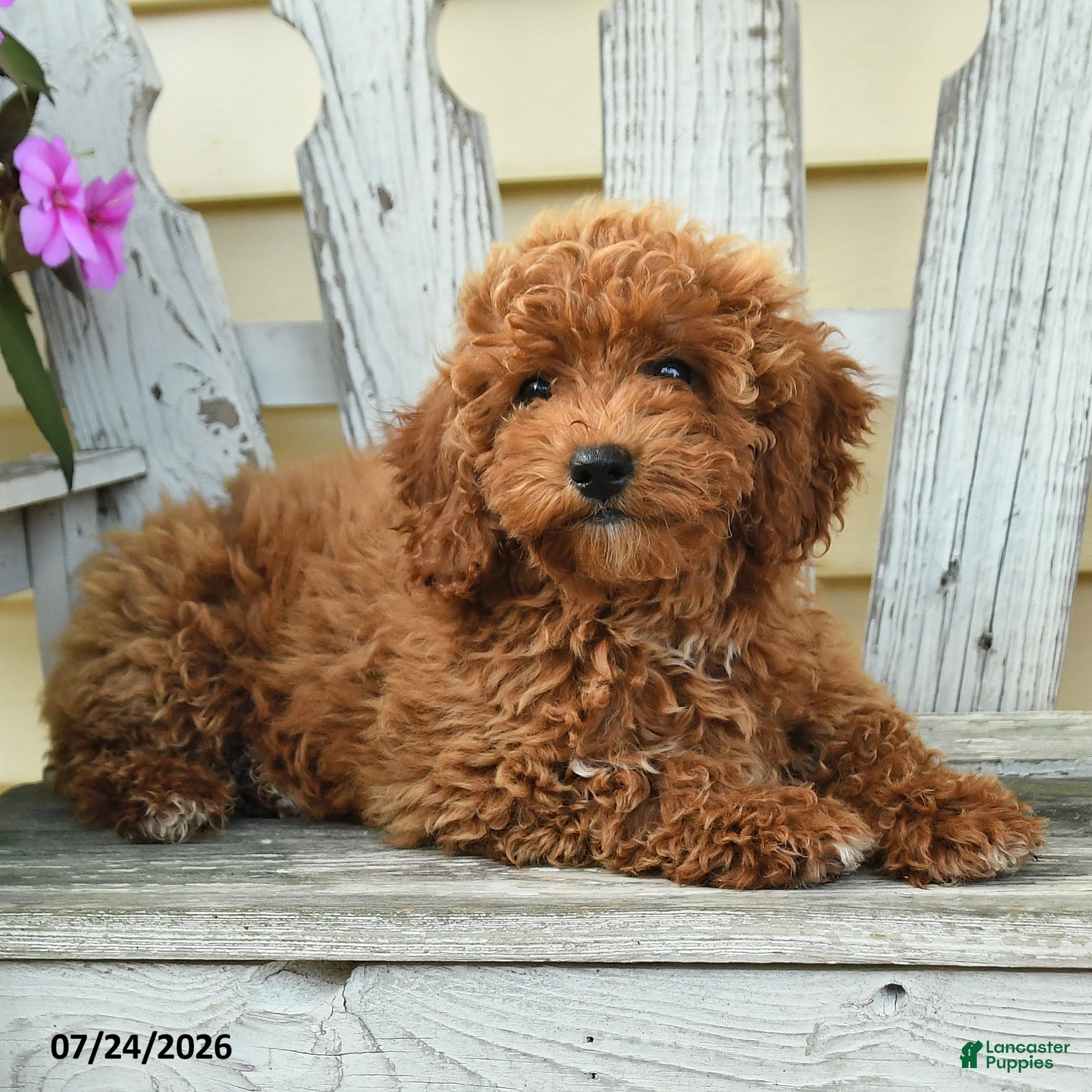 Aussiedoodle dogs Raline - Ad 1