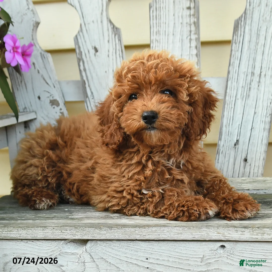 Aussiedoodle dogs for sale: Raline - Ad 1