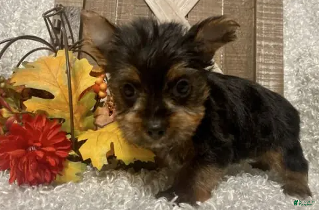 Yorkshire Terrier dogs for sale: Molly F2 - Ad 6