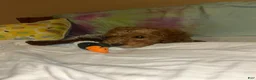 Goldendoodle dogs for sale: Goldendoodle Puppy 1 Luna - Ad 5
