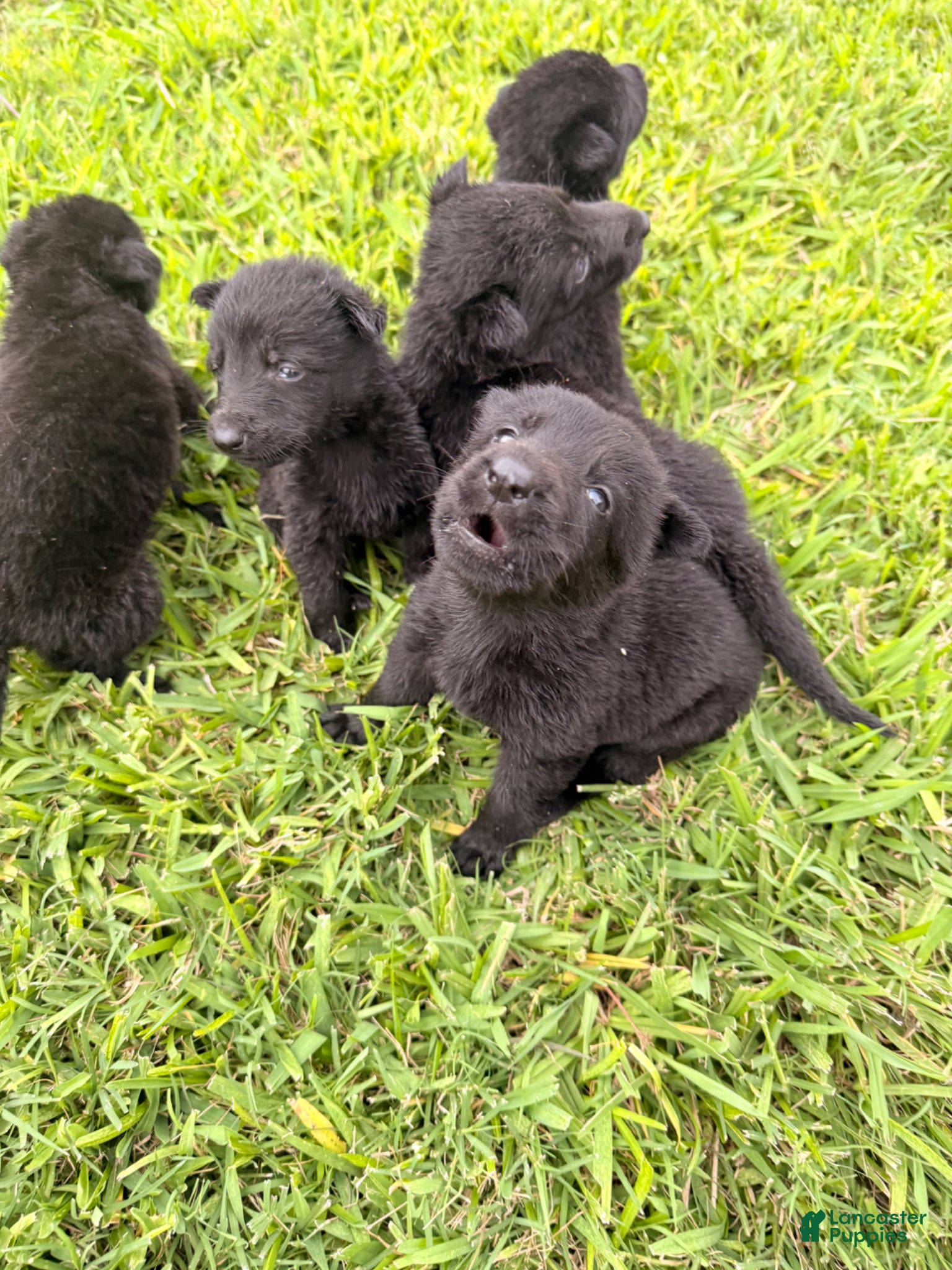German Shepherd dogs German Shepherd Puppy 3 - Ad 2
