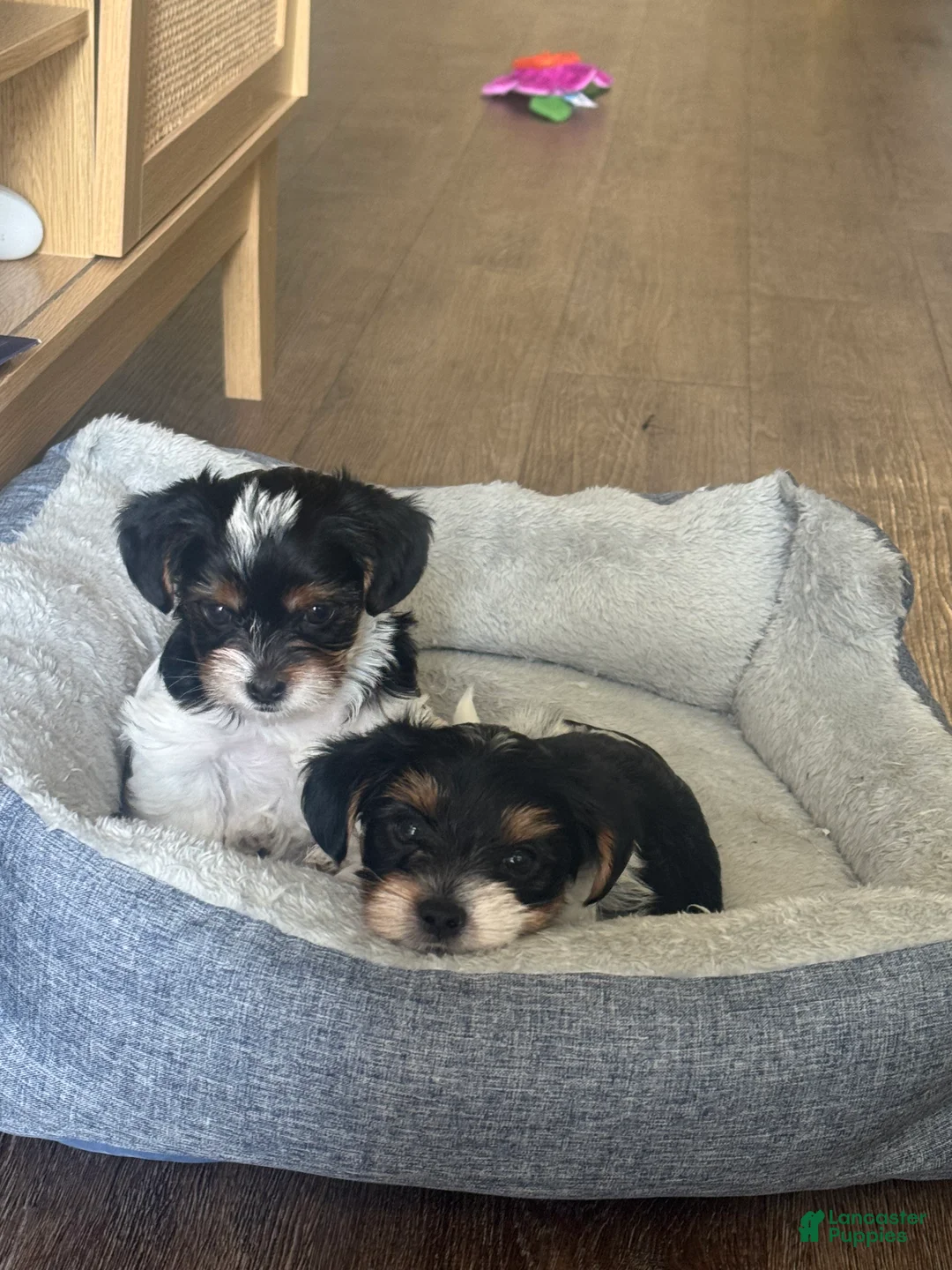Yorkshire Terrier dogs for sale: Daisy - Ad 2