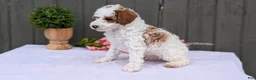 Miniature Poodle dogs for sale: Apollo - Ad 5