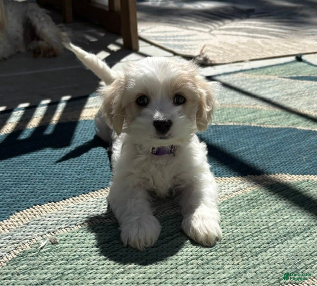 Mixed Breed dogs Spot - Ad 2