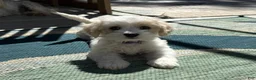 Mixed Breed dogs for sale: Spot - Ad 2
