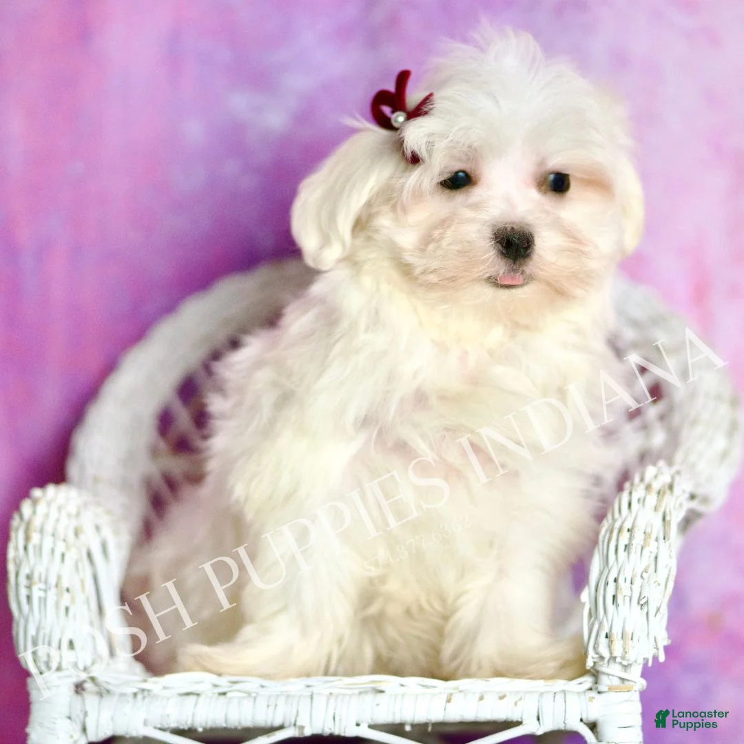 Maltese dogs for sale: Luca AKC - Ad 2