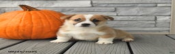 Welsh Corgi Pembroke dogs for sale: Caramel - Ad 1