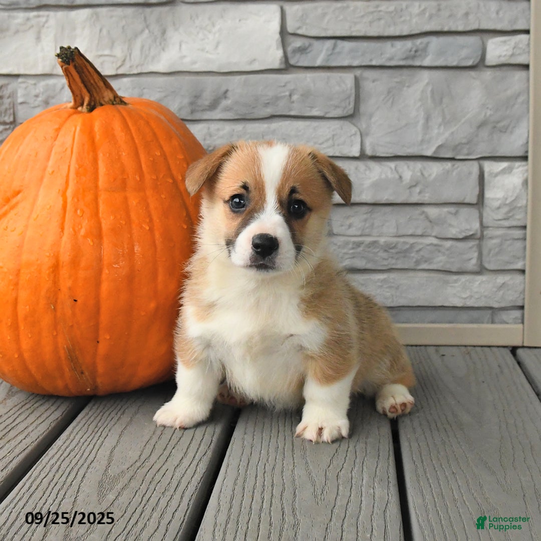 Welsh Corgi Pembroke dogs for sale: Caramel - Ad 1