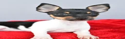 Toy Fox Terrier dogs for sale: Biscuit - Ad 8