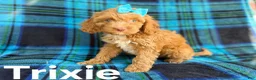 Cockapoo dogs for sale: Trixie - Ad 8