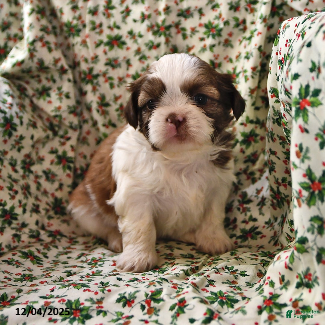 Shih Tzu dogs for sale: Ace - Ad 8
