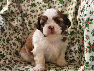 Shih Tzu dogs Ace - Ad 10