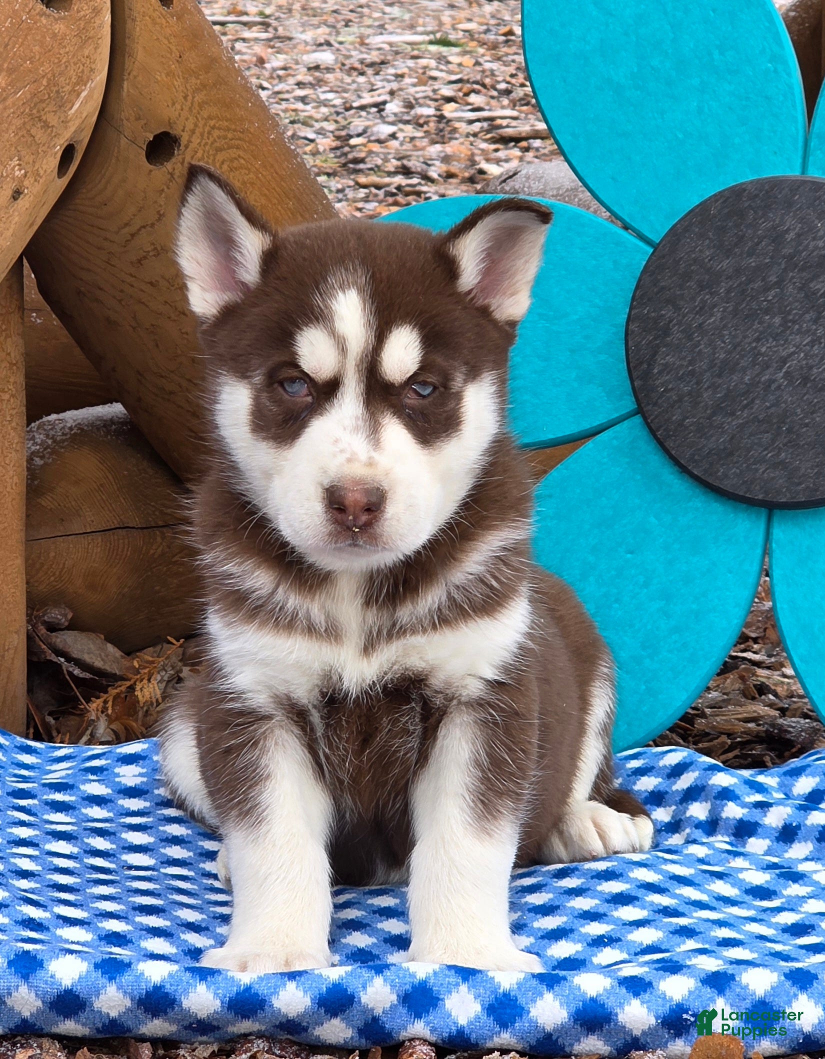 Siberian Husky dogs Tyson - Ad 2