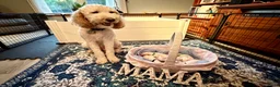 Goldendoodle dogs for sale: Goldendoodle Puppy 2 - Pink Male - Ad 3