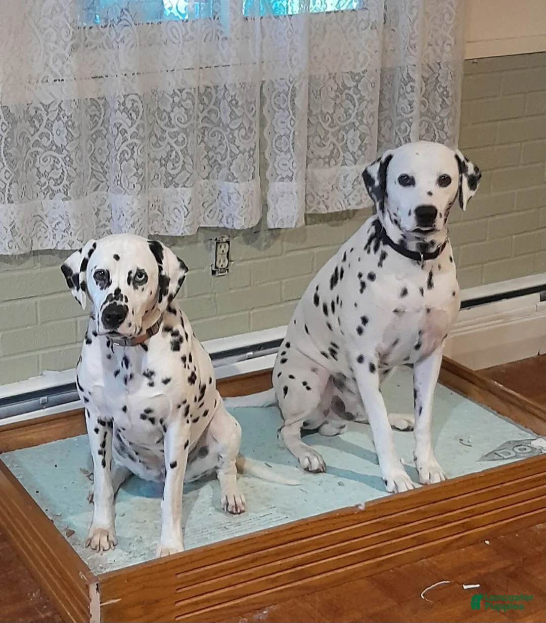 Dalmatian dogs for sale:  Puppy 4 - Ad 2