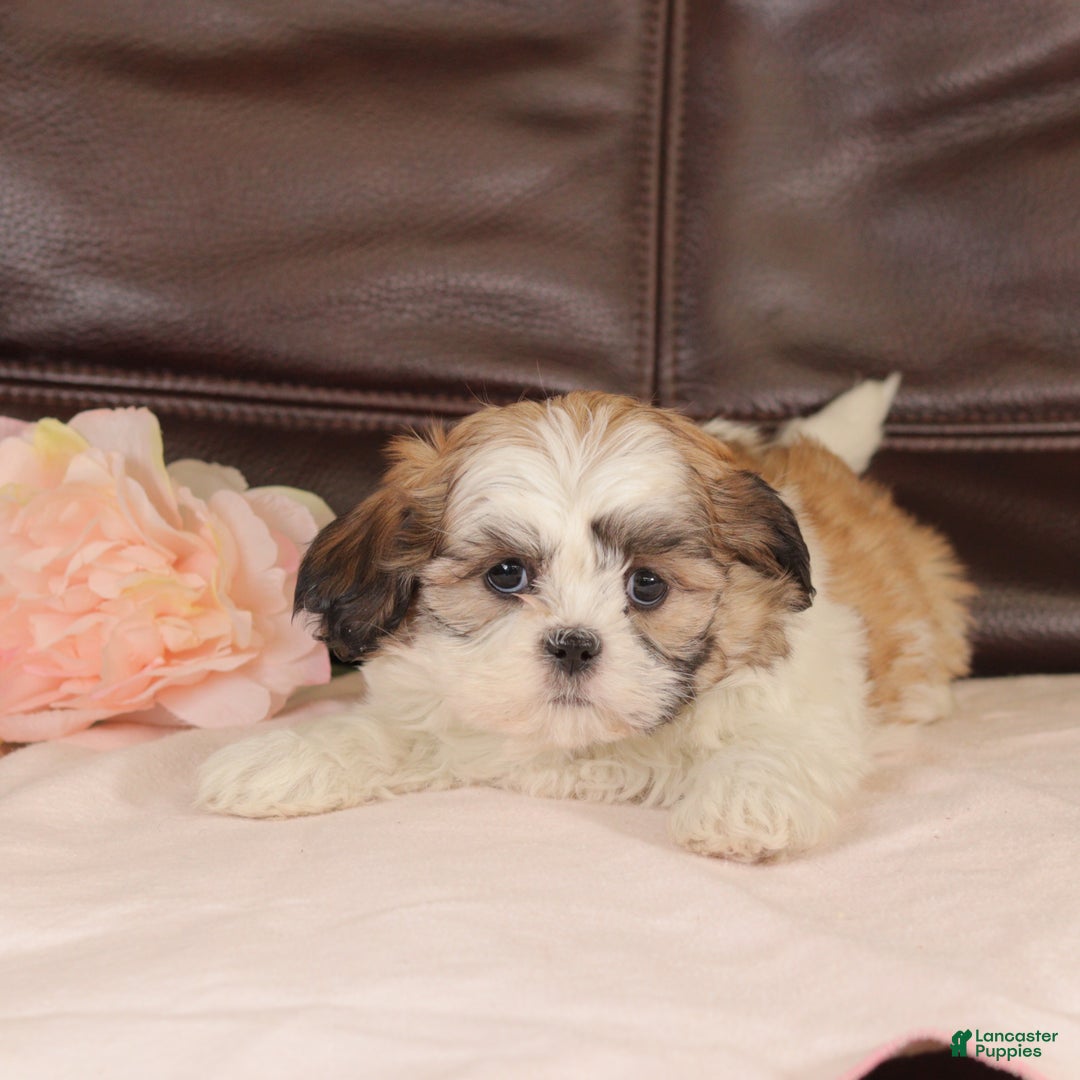 Mixed Breed dogs for sale: Trudy - Ad 4