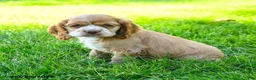 Cocker Spaniel dogs for sale: Folgers - Ad 2