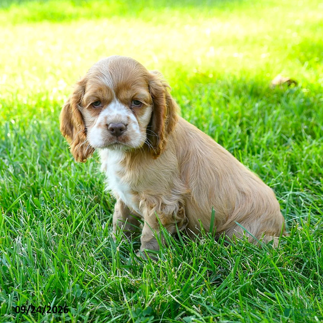 Cocker Spaniel dogs for sale: Folgers - Ad 2