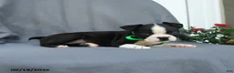 Boston Terrier dogs for sale: Hershey - Ad 3