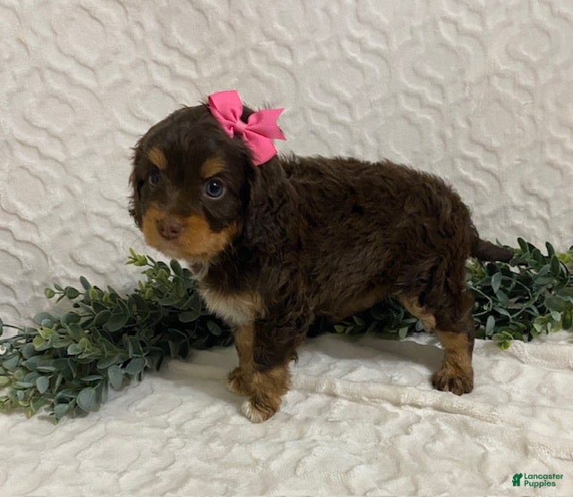 Cavapoo dogs Layla - Ad 2