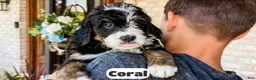 Bernedoodle dogs for sale: Coral - Ad 7