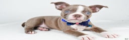 Boston Terrier dogs for sale: Yale - Ad 1