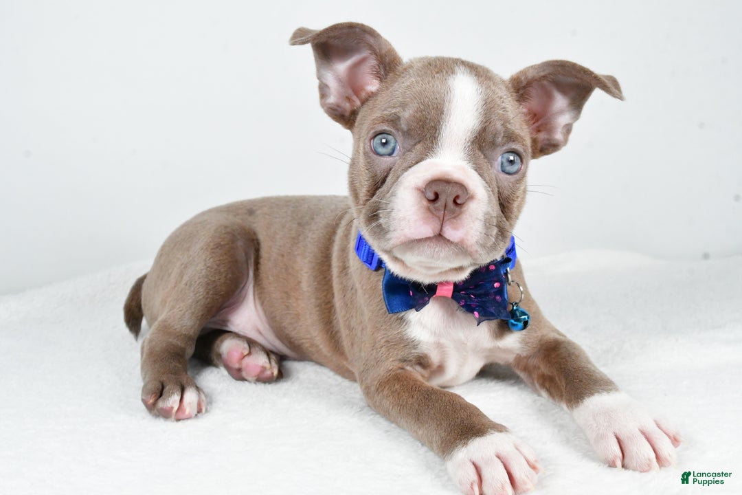 Boston Terrier dogs for sale: Yale - Ad 1