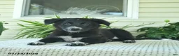 Mixed Breed dogs for sale: Ramona  - Ad 4
