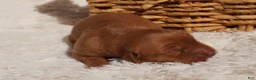 Golden Retriever dogs for sale: Daisy -AKC, Genetically Clear - Ad 58