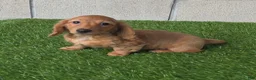 Miniature Dachshund dogs for sale: Sabrina - Ad 7