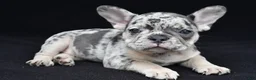 French Bulldog dogs for sale: ziggy - Ad 7