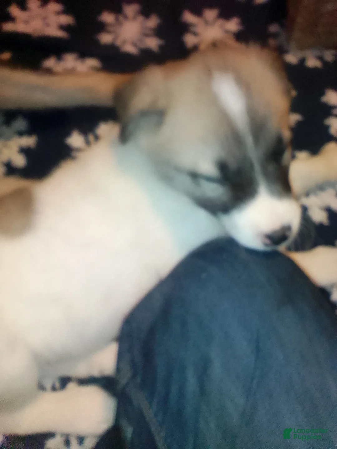 Mixed Breed dogs for sale: BABY JOJO  - Ad 25