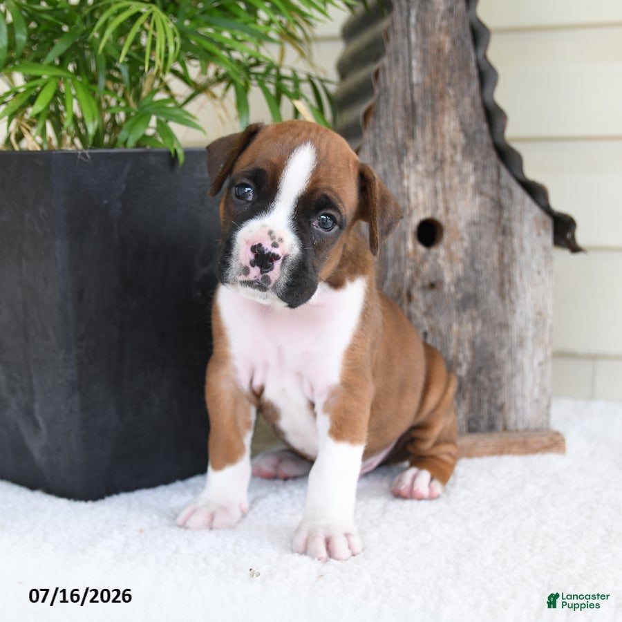 Boxer dogs Pluto - Ad 2