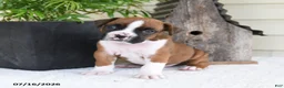 Boxer dogs for sale: Pluto - Ad 2